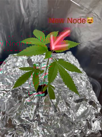 My Devine Conscious  — vegetative, day 33