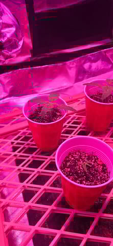 basement grow — seedling_rooting, day 8