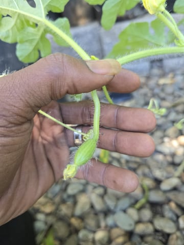 OLD GROW, NEW IDEAS — harvest, day 87