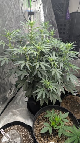 Mixed Grow — grow_setup, day 42