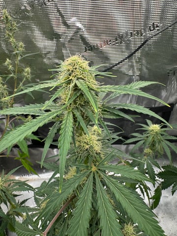 Grow Number 2 — flower, day 47