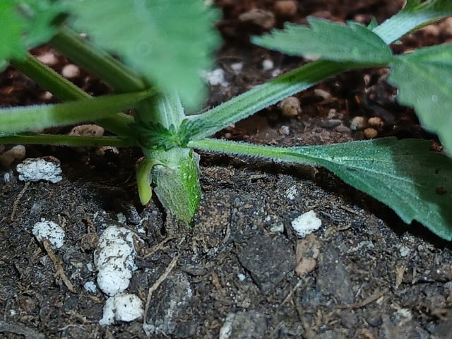 fruity pebbles, cap junky — vegetative, day 32