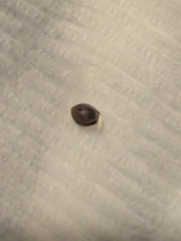 Zkittlez (Auto) — germination, day 1