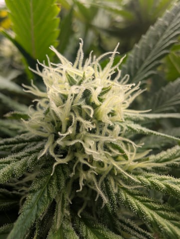 Acapulco Gold  — flower, day 89