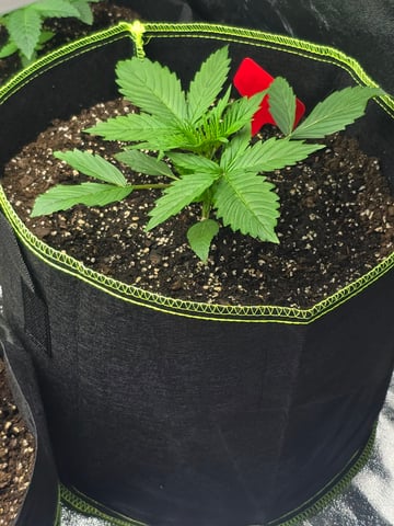 2nd Autoflower Indoor Grow — vegetative, day 17