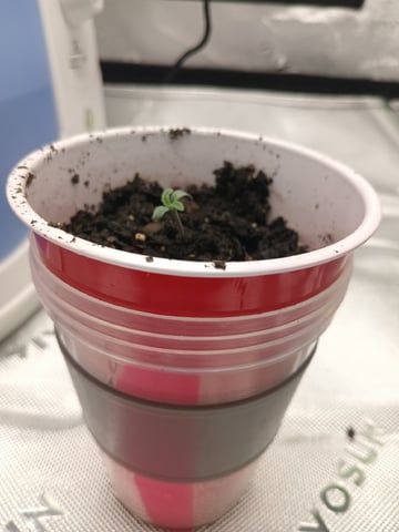Critical Purple Kush — seedling_rooting, day 8