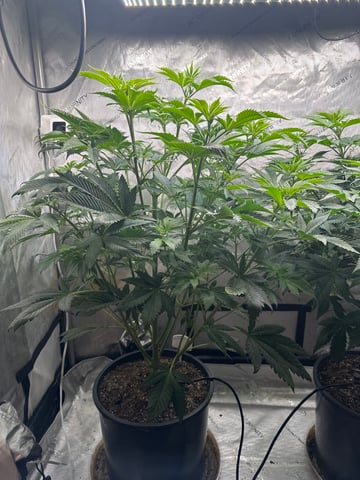 White Russian — flower, day 51