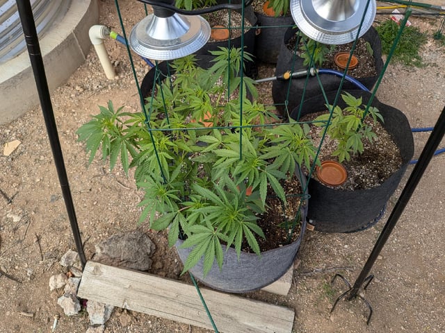 October Start — flower, day 73