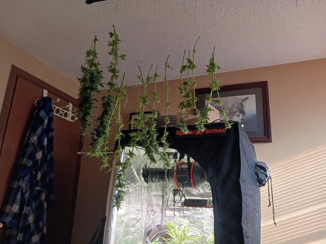 9lbhammer feminized  — harvest, day 71