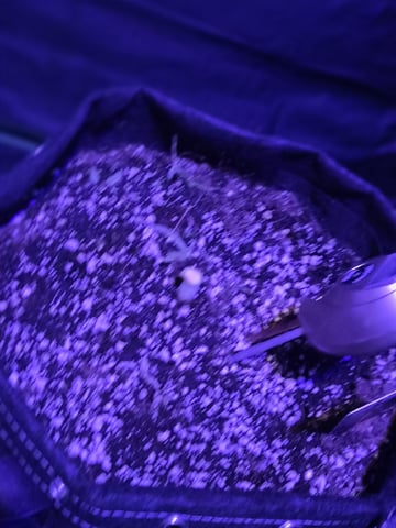 I'll get it right — harvest, day 101