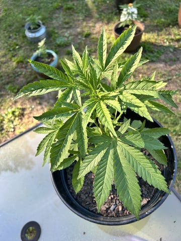 2026 Outdoor — vegetative, day 41