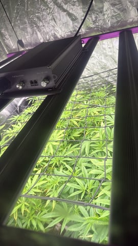 exotic genetix / beleaf cut white truffle  — vegetative, day 1