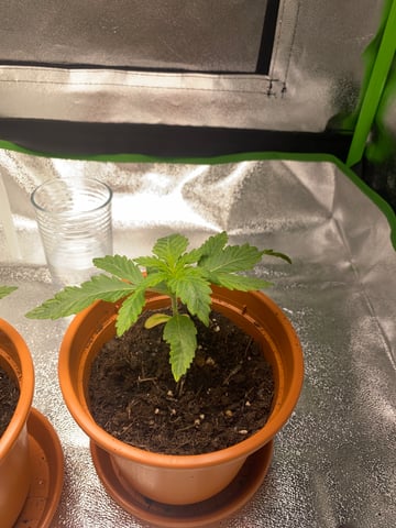 2nd Try — vegetative, day 23