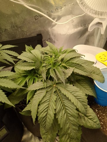 first grow — flower, day 27