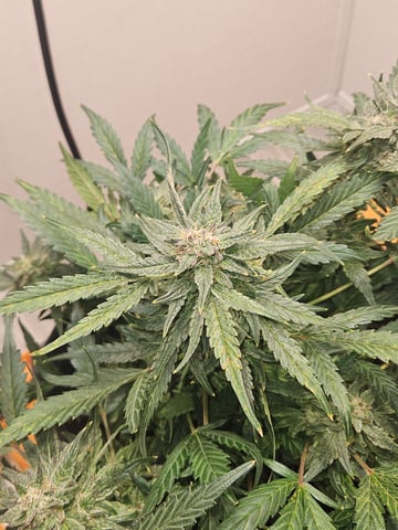 Mango Runtz — flower, day 77