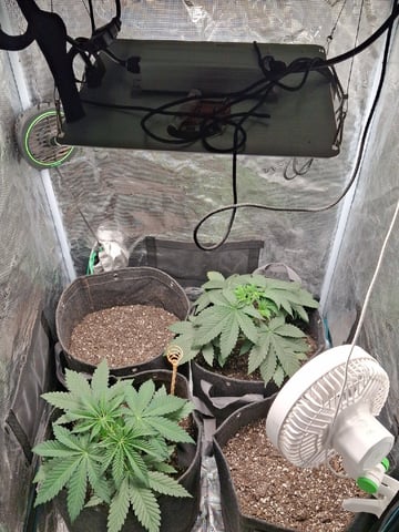 First Grow — vegetative, day 24