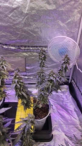 Amnesia Haze Run — flower, day 88