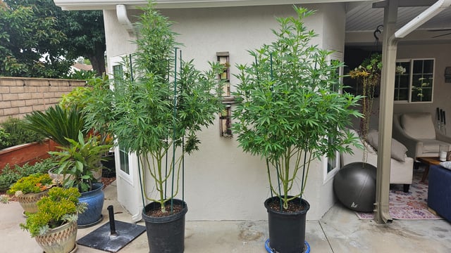 Alaska Thunder Fuck outdoors — flower, day 99