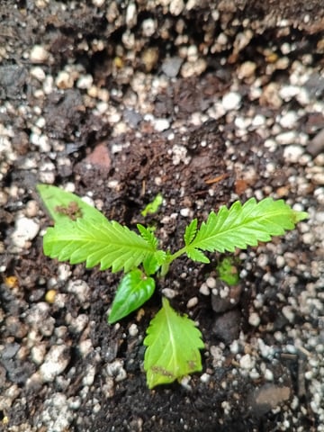 OG KUSH — seedling_rooting, day 15