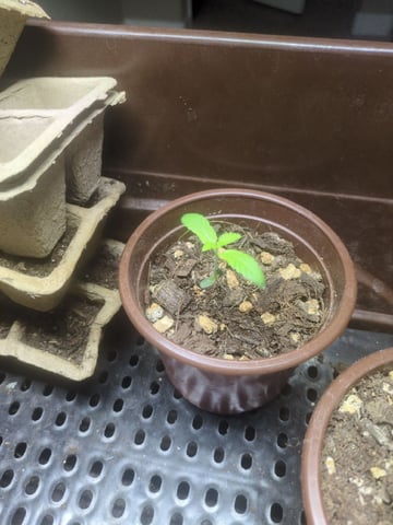 Audrey III — seedling_rooting, day 10