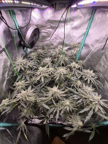 zlurricane blast — flower, day 97