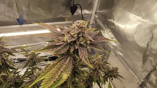 Jelousy Fast(Photo) & Ultra Voilet (Auto) — flower, day 68