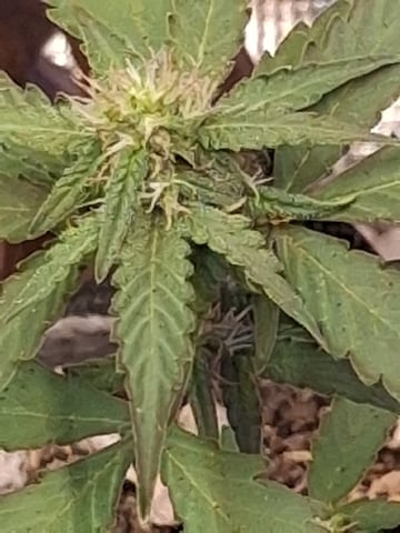 First Lagit Grow — flower, day 29