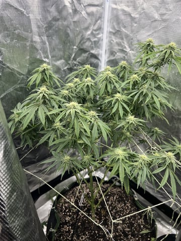 New LADIEZZ — flower, day 99