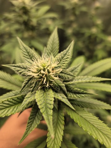 Banana and Gold — flower, day 28