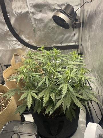 3x3 Grow — flower, day 8