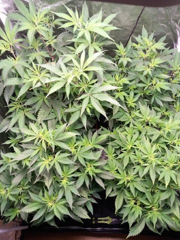 1st — flower, day 38