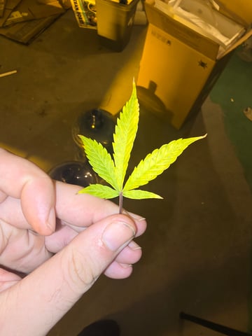 2nd Autoflower Indoor Grow — flower, day 62