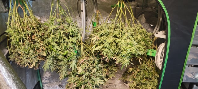 $chooners Grow — harvest, day 55