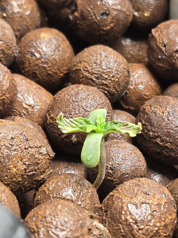 STELLA — seedling_rooting, day 21