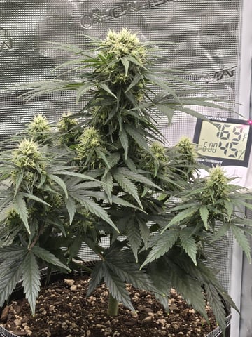 StrawZ (autoflower) — flower, day 57
