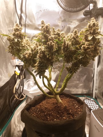 Wizard Punch first grow  — flower, day 122