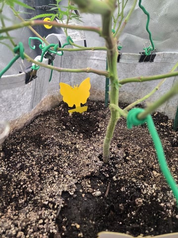 Looking for advice! — flower, day 53