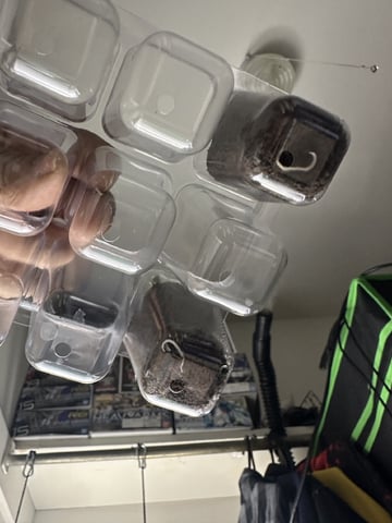 Ztrawberriez (Auto) 2026 - 1 — seedling_rooting, day 5