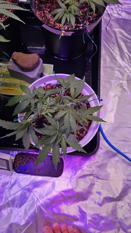 Amnesia Haze Run — vegetative, day 27