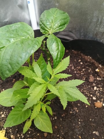 OG KUSH — vegetative, day 44