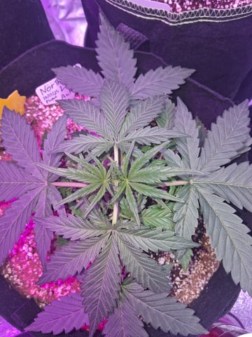 first auto grow — vegetative, day 25