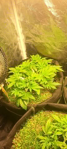 First Grow with the new setup  — vegetative, day 50