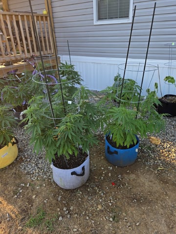 Outdoors L.S.D and Cinderalla 99  — vegetative, day 17