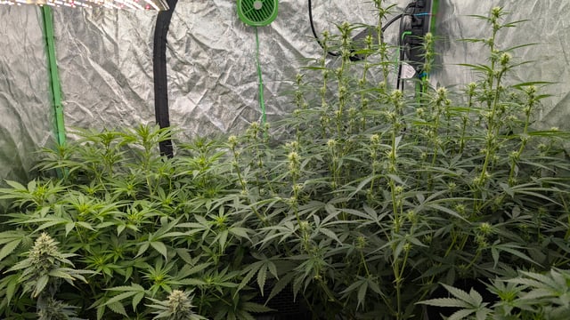 Strawberry Cheesecake Seedsman Seeds Autoflowers x2 — flower, day 51