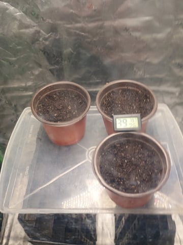 4 Plant Maddog724 Batch 0001-01 — germination, day 1