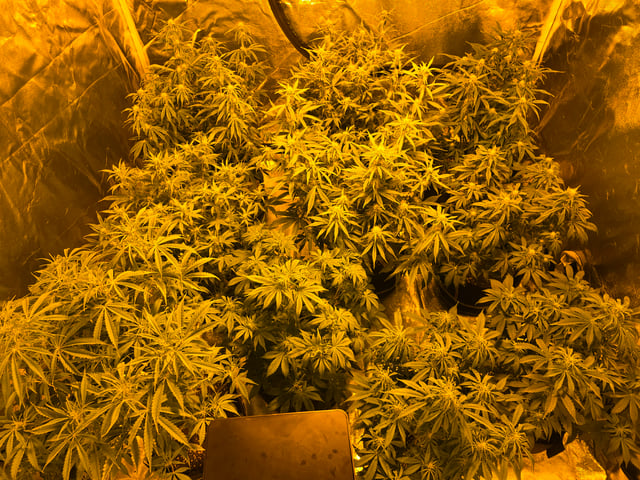 2nd Autoflower Indoor Grow — flower, day 52