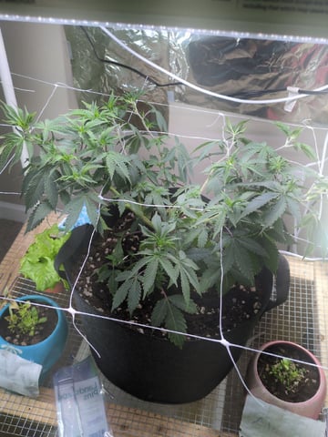 Audrey III — vegetative, day 82