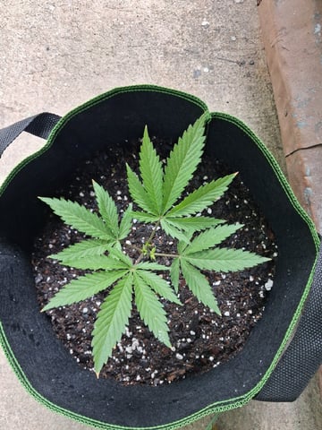 My First Grow — vegetative, day 62
