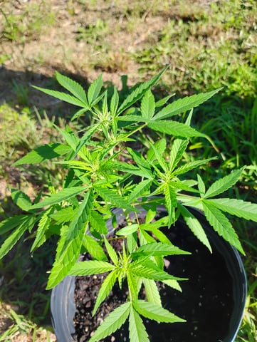 first time  — flower, day 3