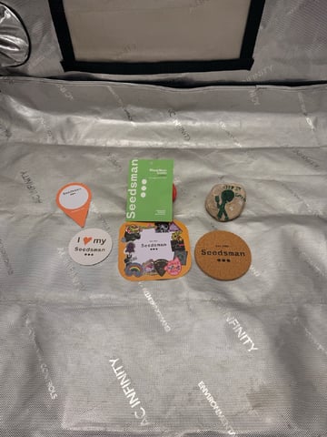 BloodMoon Gelato — germination, day 1